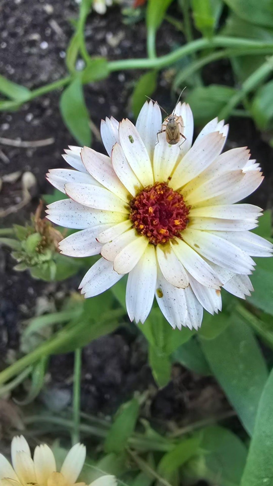 Mixed Calendula Seeds Several Varities 25 Organic Seeds
