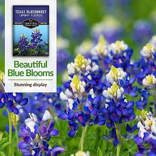 Texas Bluebonnet Seeds for Planting – Packets with Instructions to Plant & 2