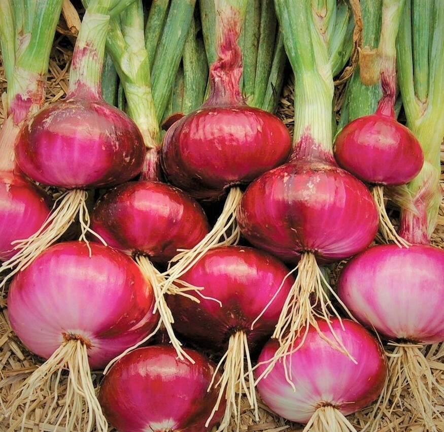 Ruby Red Onion Seeds | Allium Sepa Long Day Scallion Green Vegetable Seed 2024