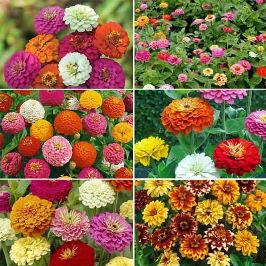 Zinnia ZINMASTER Mix 6 Heirloom Zinnias Tall & Dwarf Non-GMO 200 Seeds