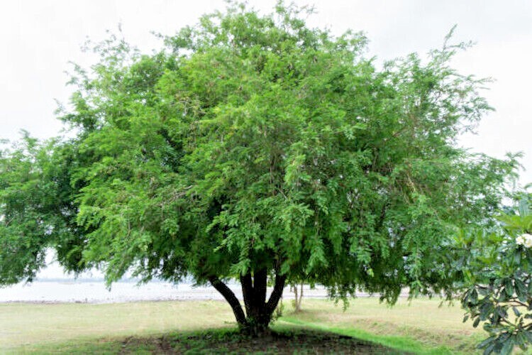 100 Tamarind Tree Seeds Tamarindus indica Tropical Fruit Flower Plant, Bonsai