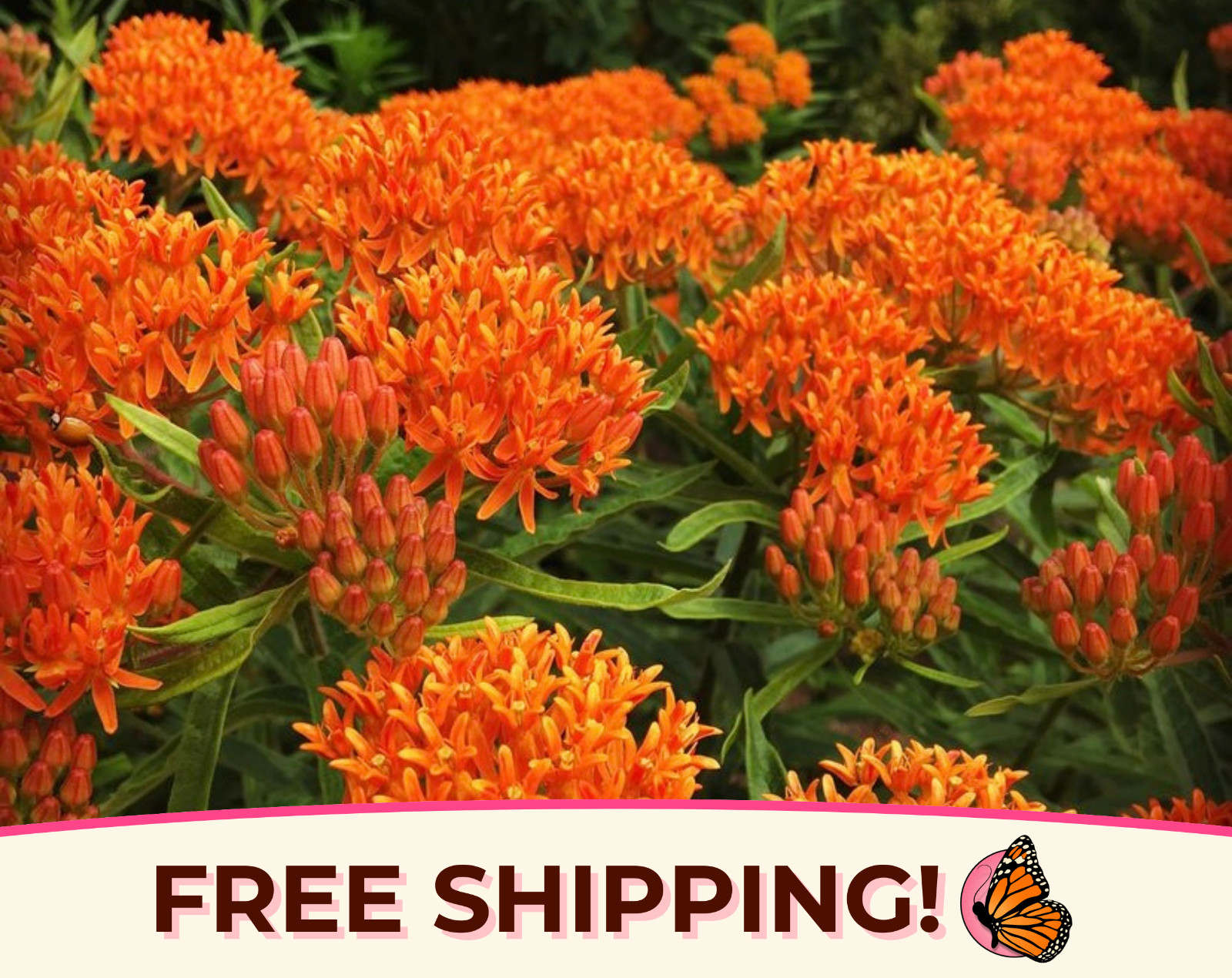 150+ ORANGE BUTTERFLY MILKWEED SEEDS | Monarch Butterfly Native Pollinator Plant