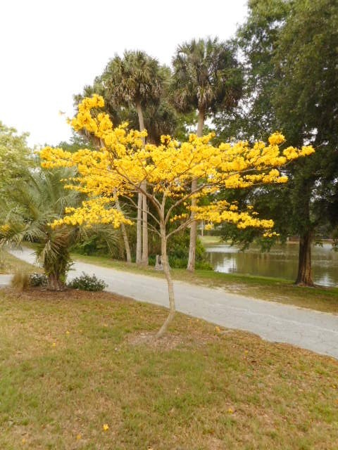 Tabebuia Trees(Yellow) – 2 LIVE TREES – Ships very well – 6+ inches Tall – Great