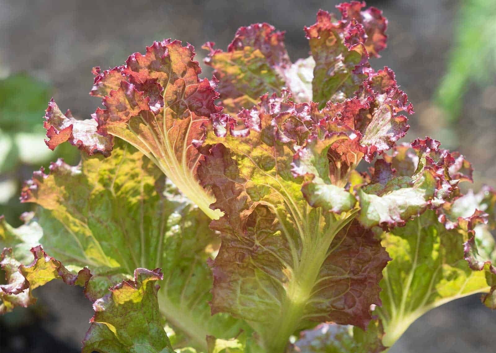 2g Freshly Harvested Premium Red Sails Loose Leaf Lettuce Seeds-A 58