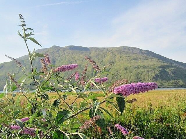 BUTTERFLY BUSH LAVENDER, 2000 SEEDS, BUDLEJA DAVIDII, beautifully scented bulk