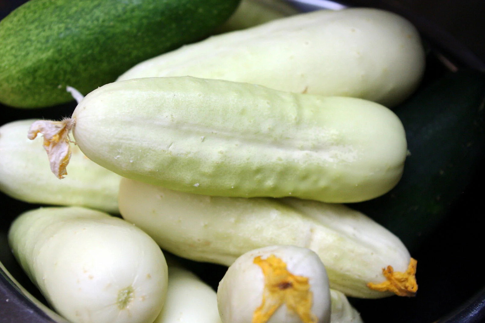 White Wonder Cucumber Seeds | Albino Ivory King Cucumbers Pickle Seed Fresh 2024
