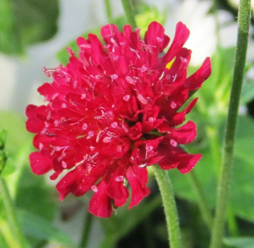 RED KNAUTIA, 110 SEEDS, *EZ TO GROW*
