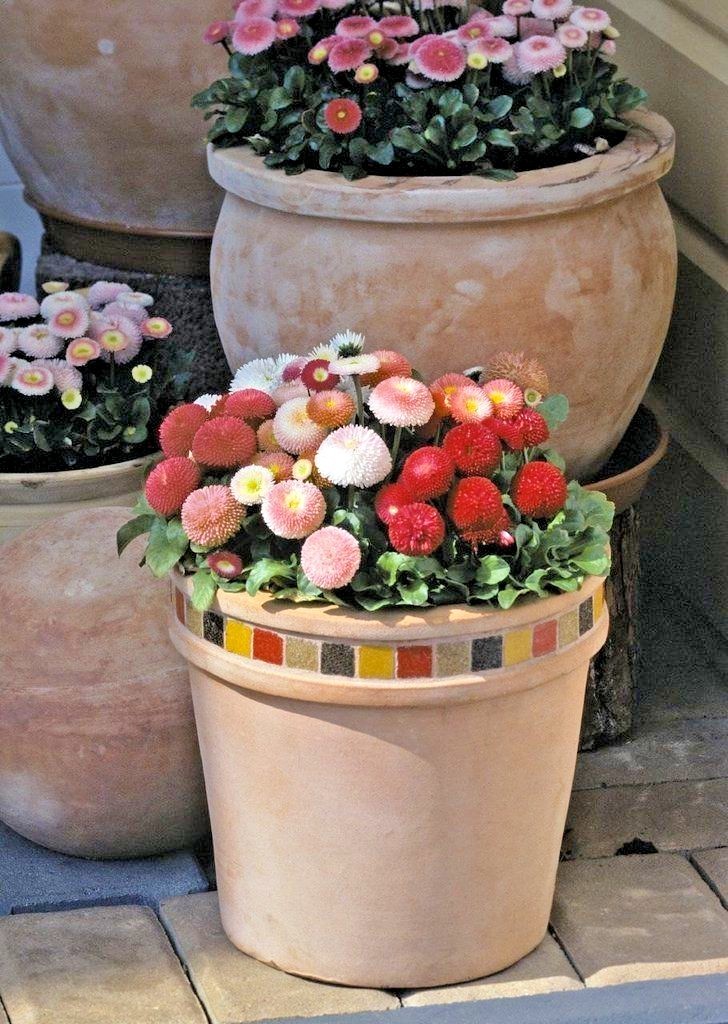 400+ENGLISH DAISY MIX Flower Seeds European Wildflower Early Blooms Groundcover