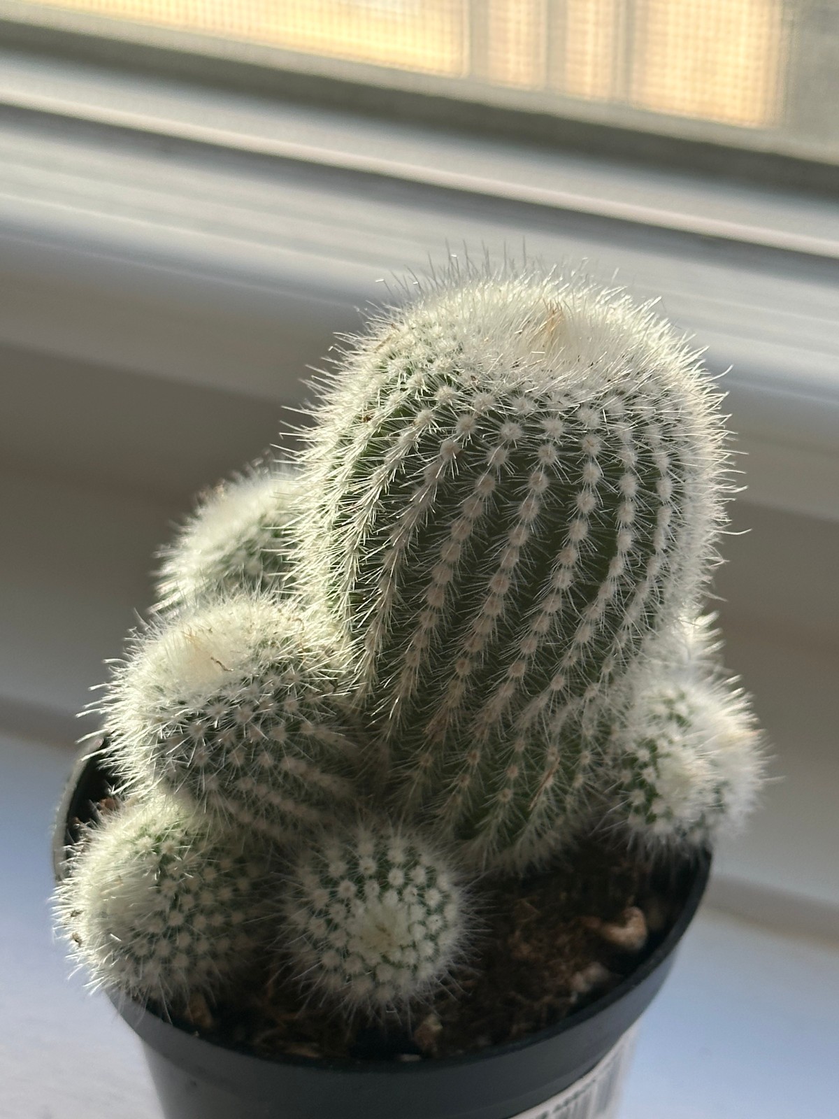 Parodia Scopa Live Silver Ball Cactus in 3″ pot FREE SHIPPING