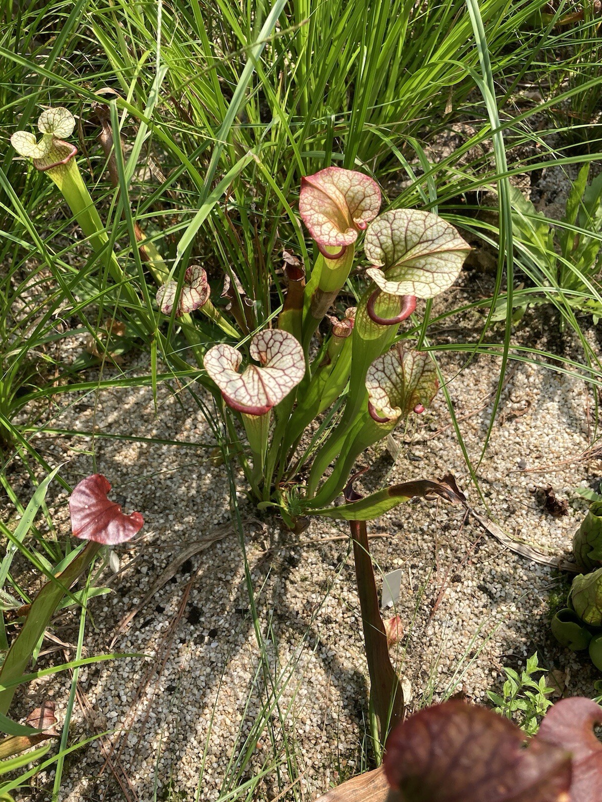 2024 Sarracenia Seed: Areolata x Adrian Slack