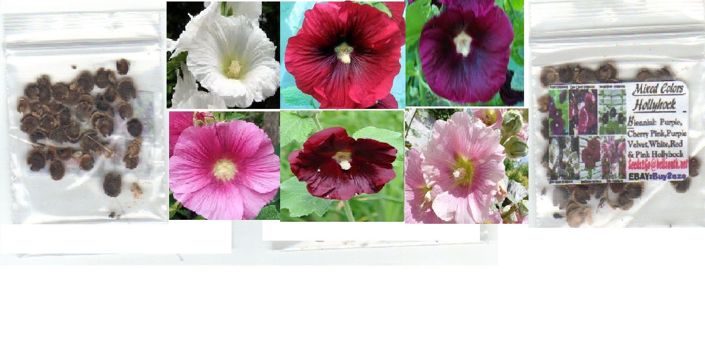 Hollyhock Biennial All Mixed Colors 50 Seeds USA Seller Home Grown USA