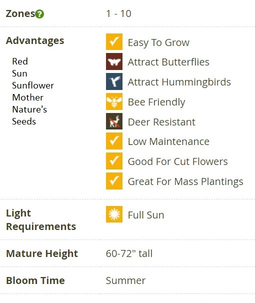 Sunflower RED SUN 5-6’ Bronze/Maroon Flowers 6″ Pollinators Non-GMO 25 Seeds!