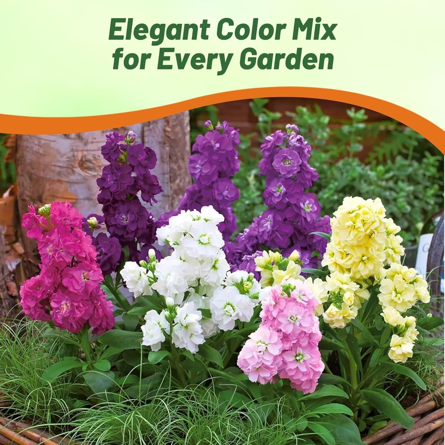 2000 Seeds Stock Seeds – Stock Ten Week Mixed Flower Seed