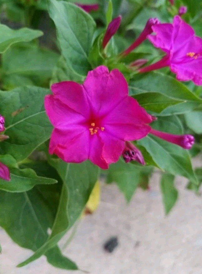 Four O’Clock FUSCHIA, DEEP COLOR Flowers – Perennial – 30 Seeds.
