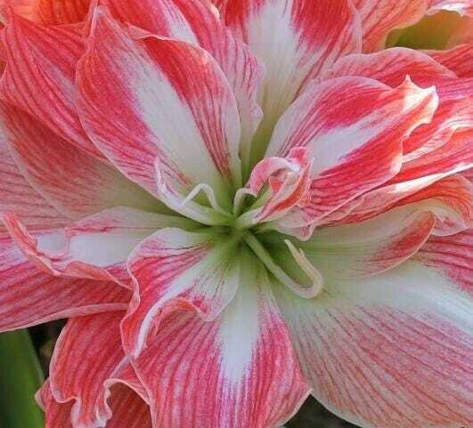 PRETTY NYMPH Large Amaryllis Bulb 26-28 cm – United States Seller