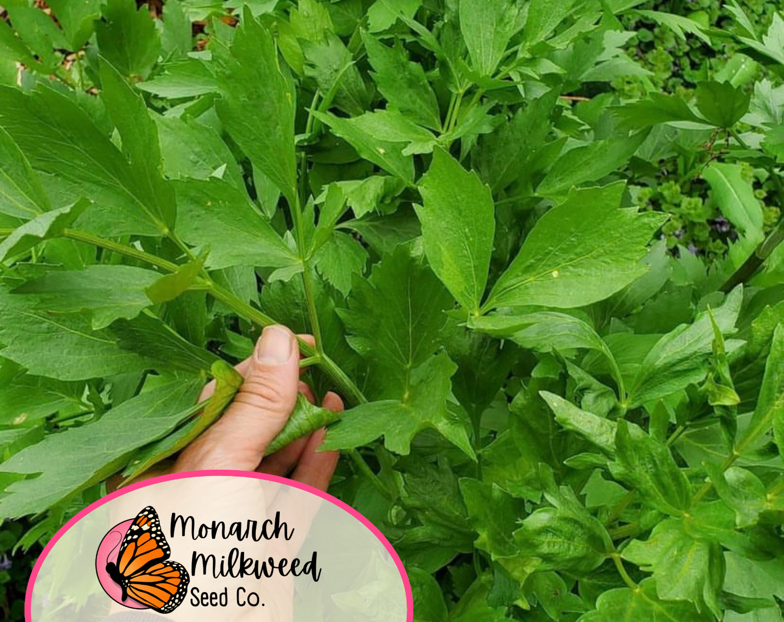 550+ Lovage Herb Seeds | Perennial Herb Gardening Seed Packet, Free Shipping USA
