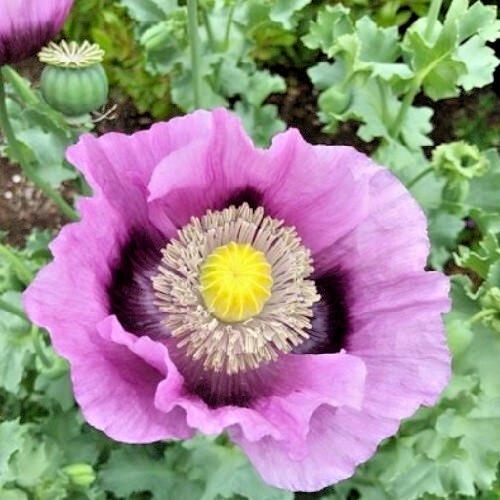 20,000 Stratified Hungarian High Germination Pap. Somiferum Poppy Seeds To Plant