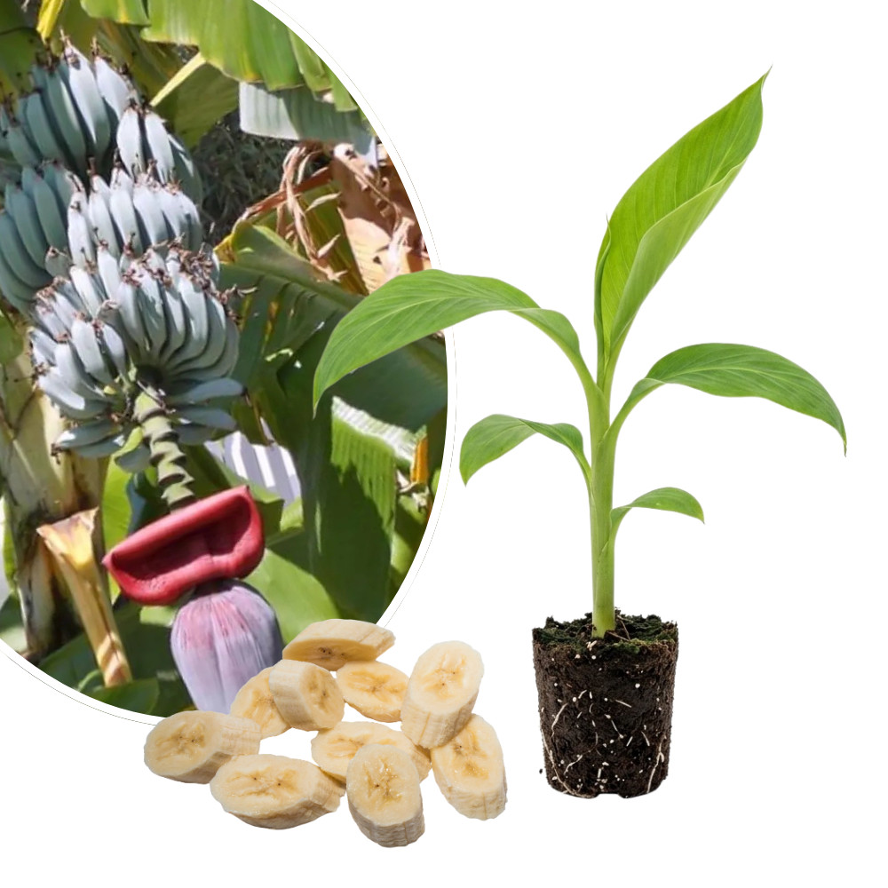 Ice Cream Banana Live Plant 4-6 Inches Tall Rooted Blue Musa