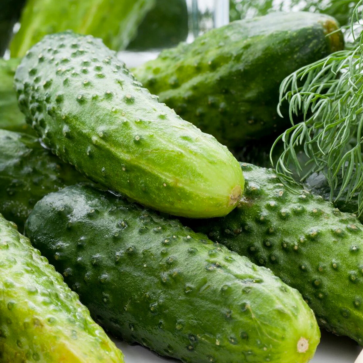Boston Pickling Cucumber Seeds, Green Prolific, Gherkin, NON-GMO, FREE SHIPPING