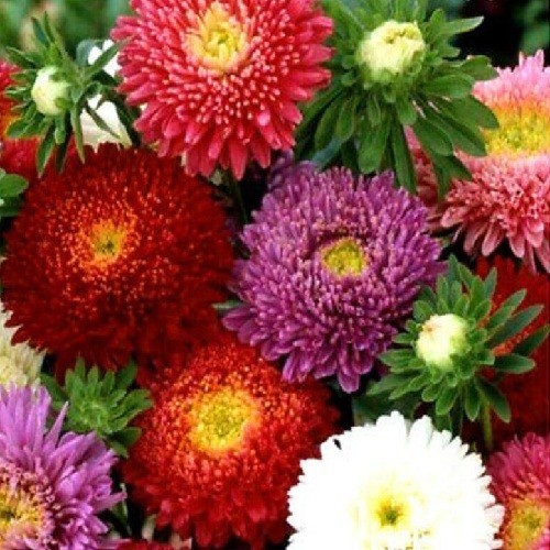 1,000 Powder Puff China Asters Mixed Colors Flower Seeds Organic Non-GMO