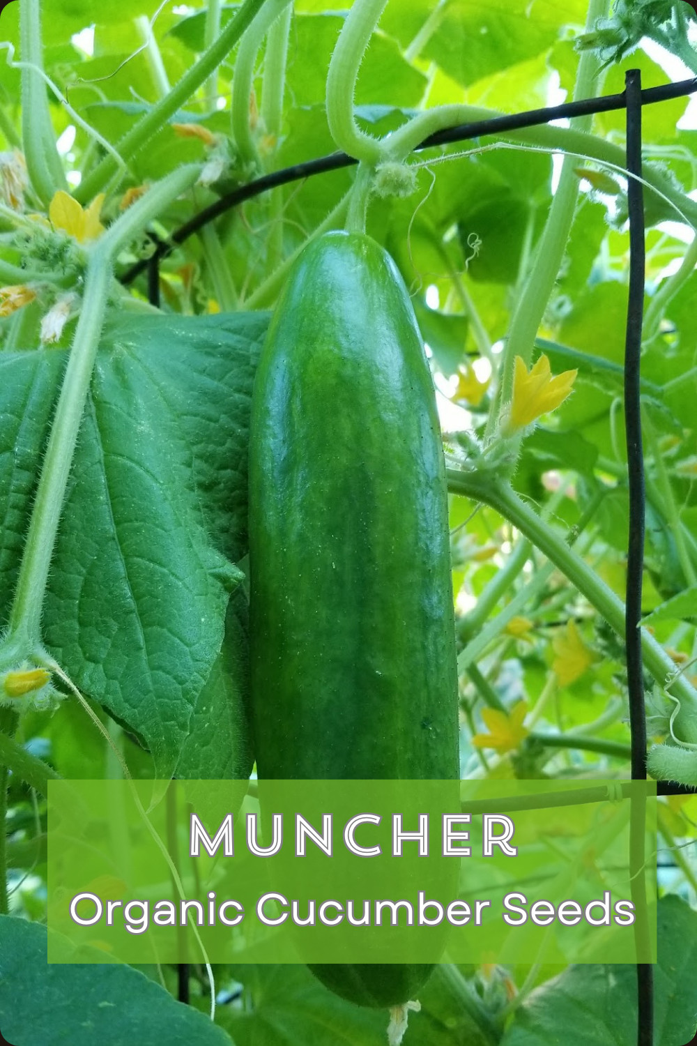 Organic *MUNCHER* Burpless Heirloom Cucumber Seeds 🥒