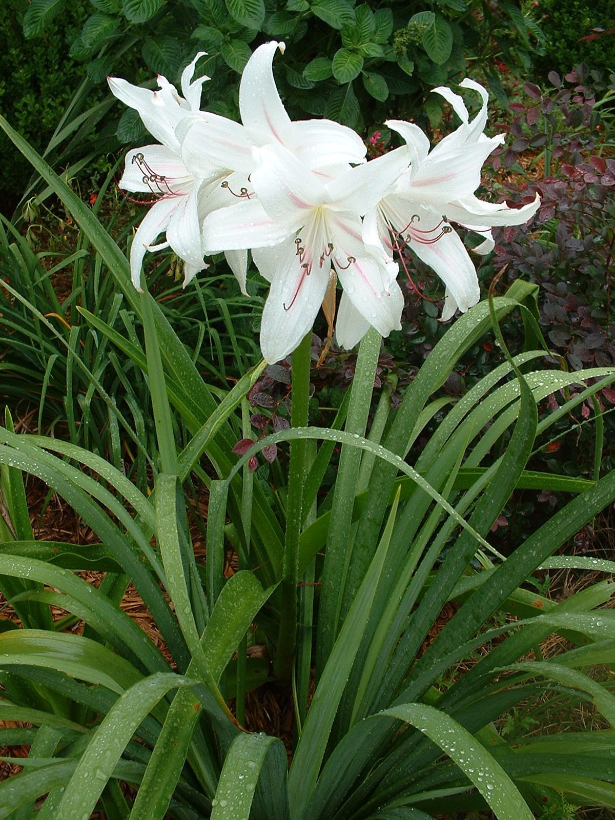 Crinum Lily, digweedii ‘Gonzalez’, medium-size bulb – NEW very tall