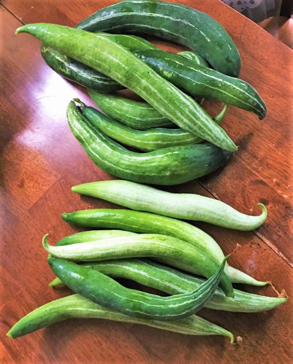 Buag Ngu Snake Gourd |Chichinda Padwal Green Bitter Melon Luffa Squash Seed 2024