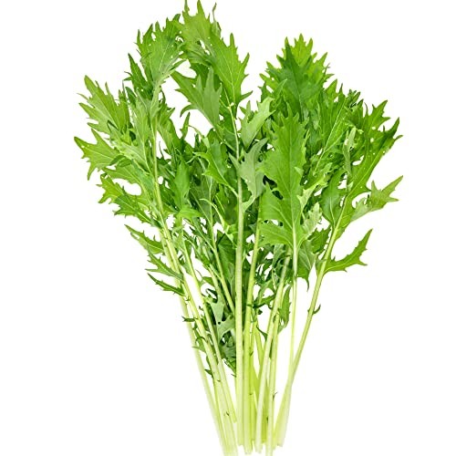 Mizuna (Heirloom Japanese Mustard Greens) (500 Seeds)