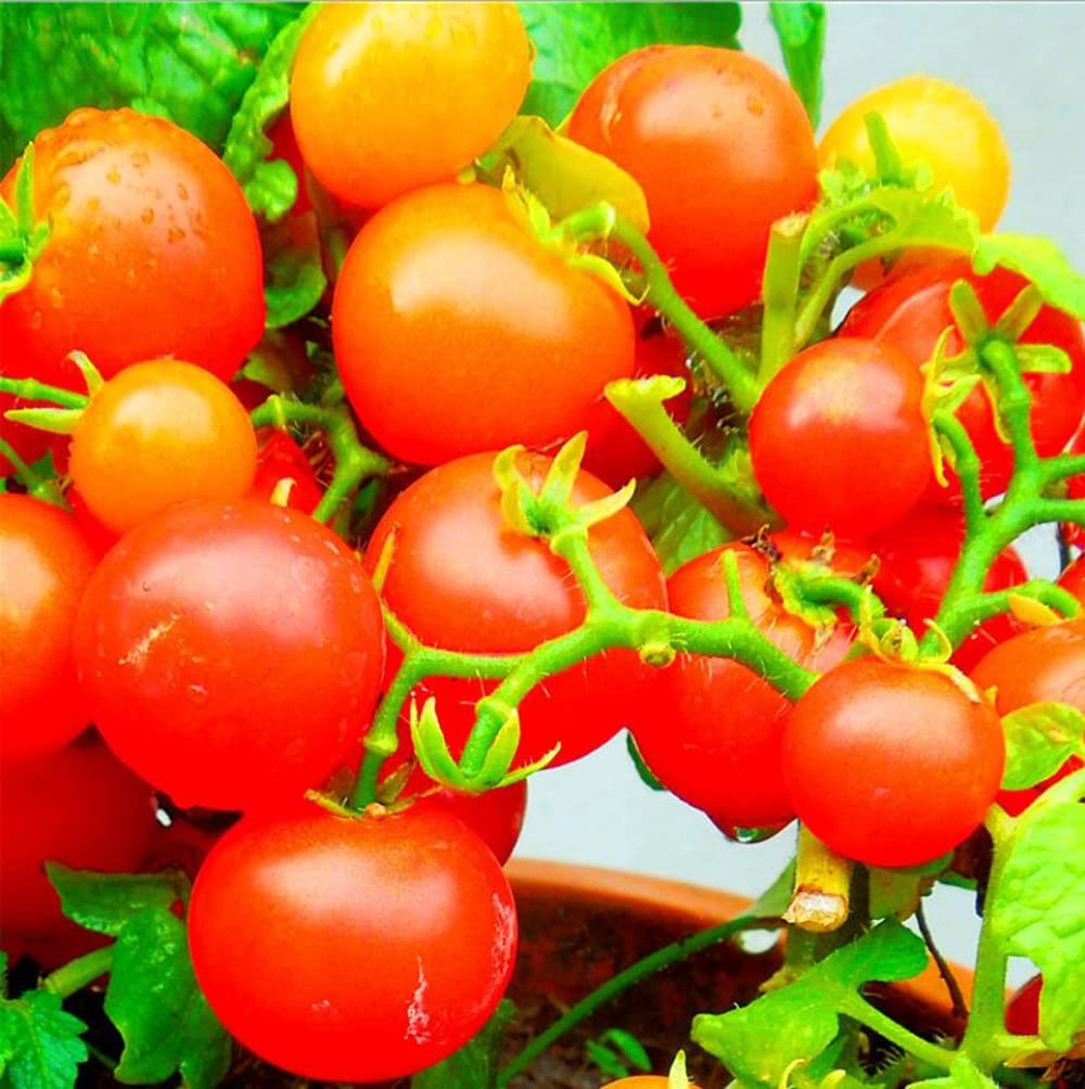 MOCCUROD 100 Seeds Indoor Cherry Tomato Dwarf Red and Yellow Tomato Rare Vege…