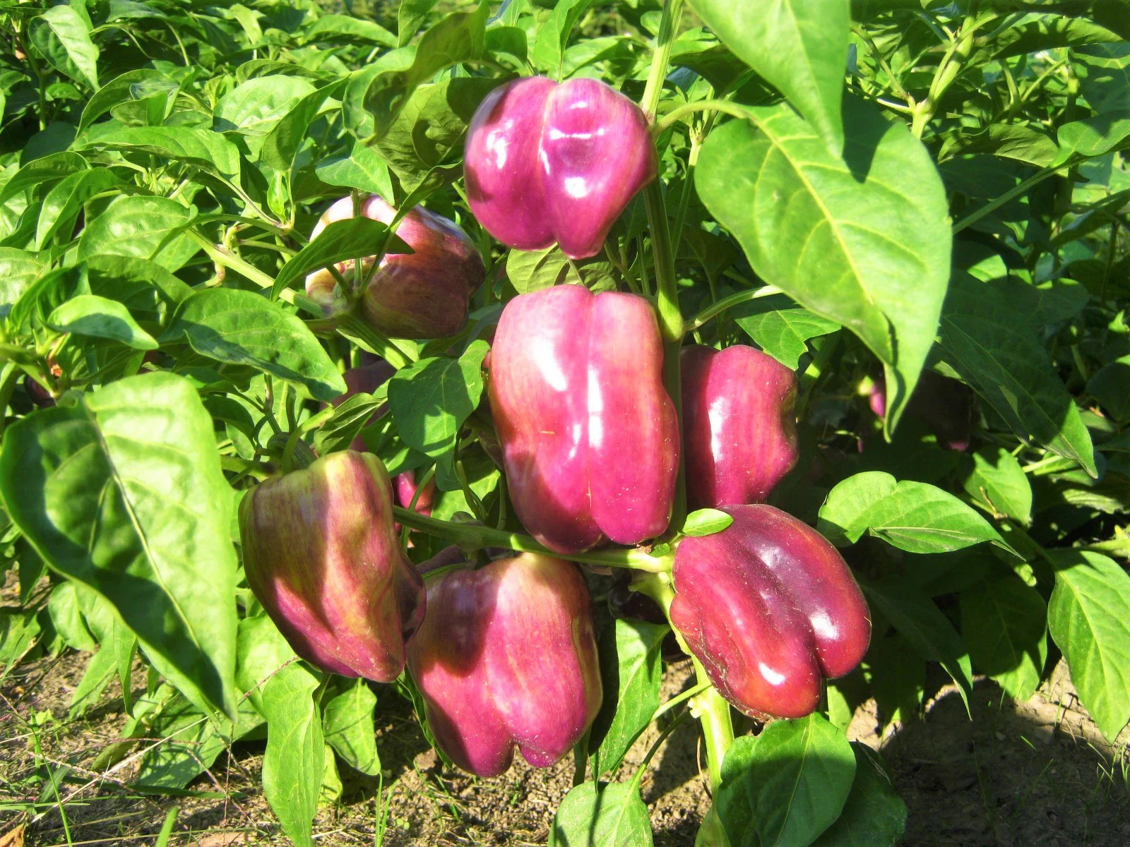 Lilac Sweet Bell Pepper Seeds | Purple Red Merlot UFO Islander Peppers Seed 2024