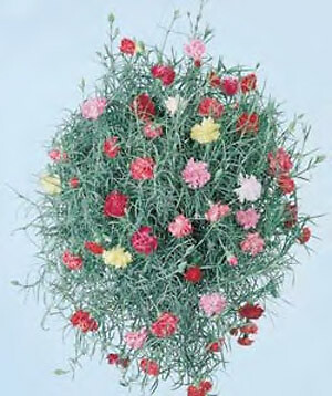 Dianthus caryophyllus Sweetest Silver 500 seeds