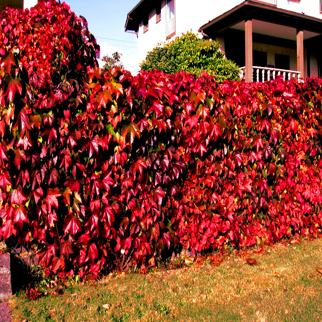 Virginia Creeper Vine Seeds Parthenocissus quinquefolia Fast Hardy Climber Plant