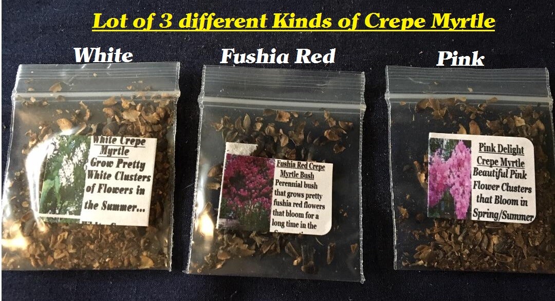 Lot of 3 Kinds of Crepe Myrtle Bushes White, Pink and Fushia Red Over 75 Seeds
