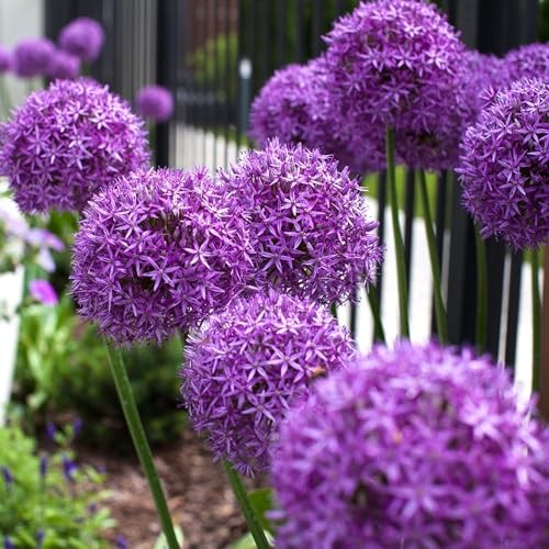 Allium Giganteum Seeds for Planting – 300+ Ornamental Onion Rabbit & Deer