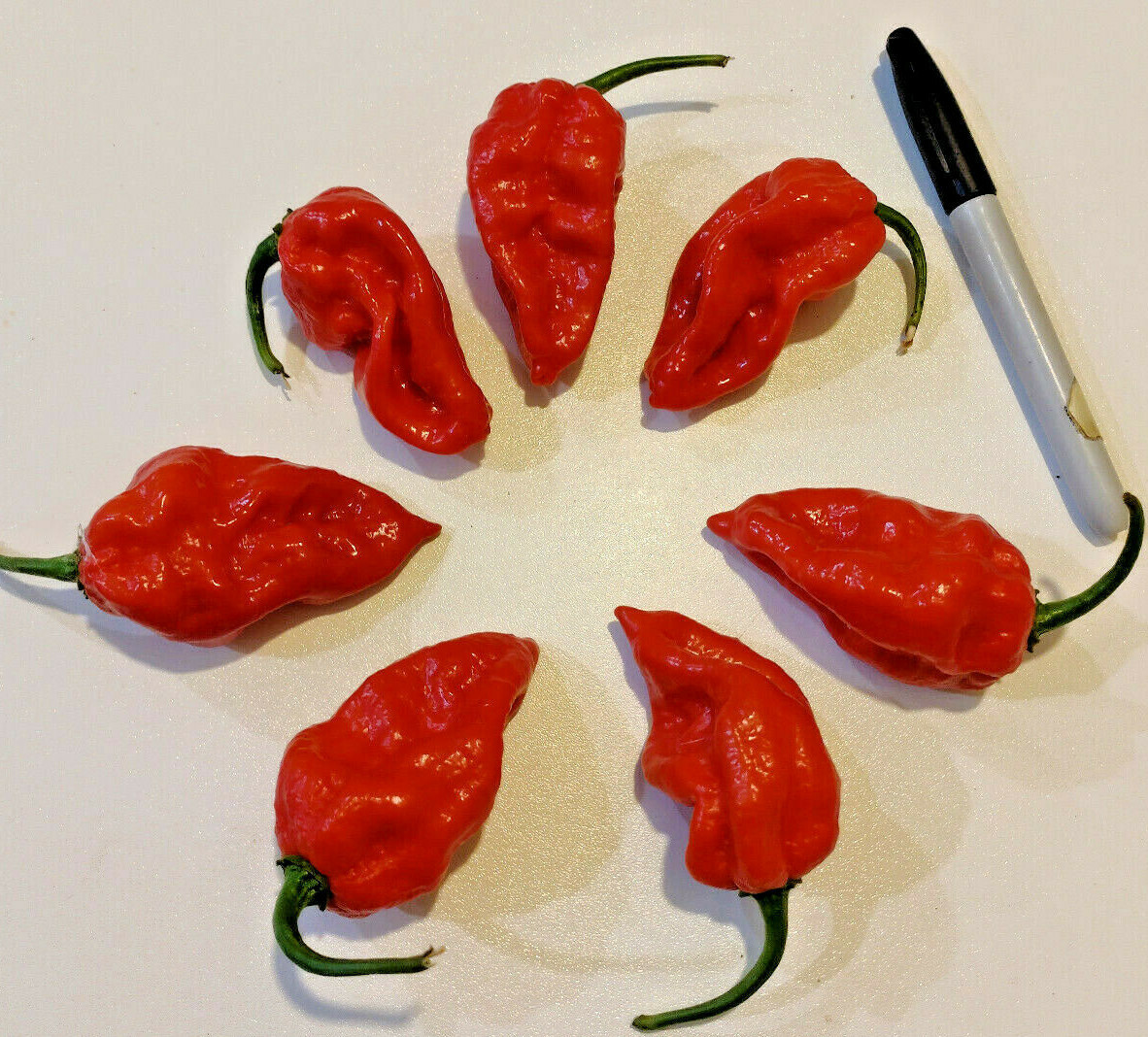 30+ RED SAVINA HABANERO CHILE PEPPER SEEDS Growing Instructions Included 2022