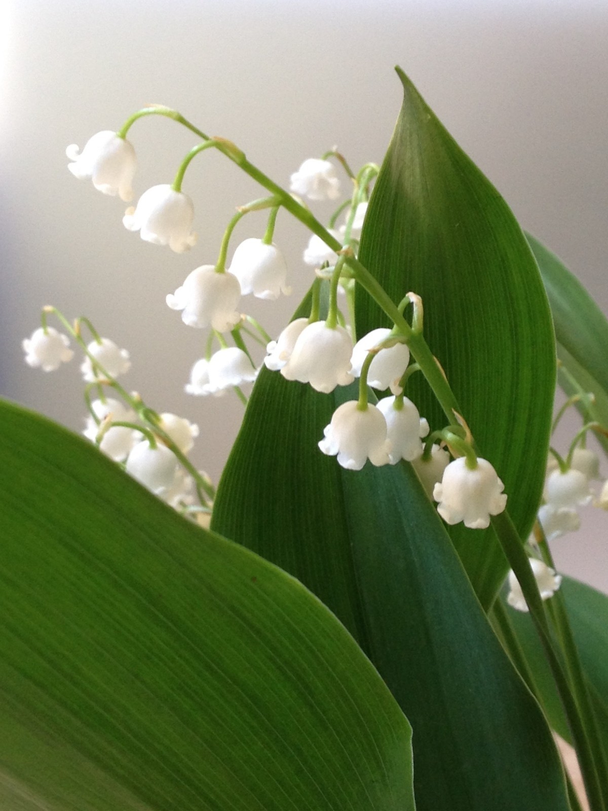25 Rhizomes (Pips) Lily of The Valley, Convallaria Majalis,May Bells Mary’s Tear