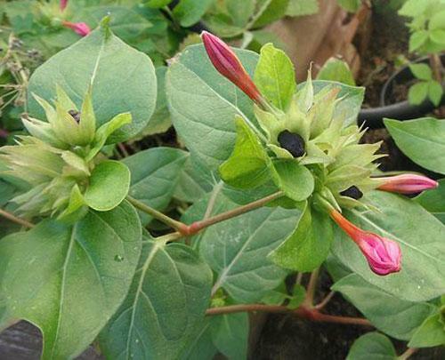 Mirabilis jalapa | Red Four O’clock | 10 Seeds