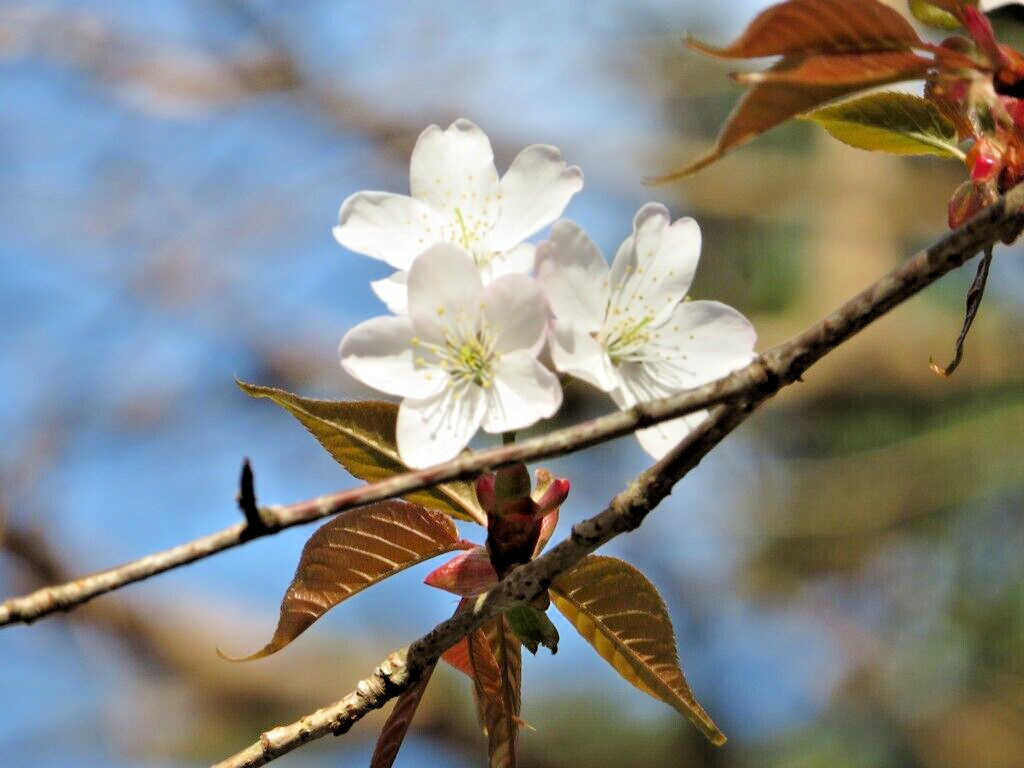 Japanese Cherry Tree | Premium Seeds | Prunus serrulata Spontanea Fall | Plants’