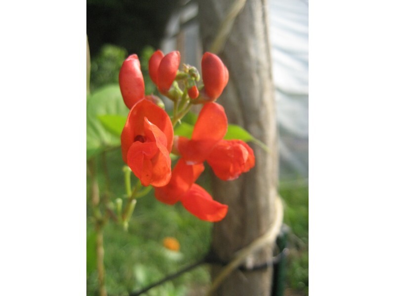Scarlet Runner Beans, Non GMO – Heirloom, EDIBLE & ORNAMENTAL, AWESOME RED COLOR