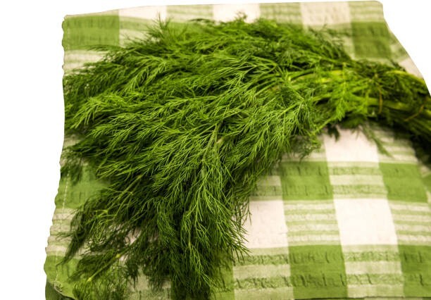 250 BOUQUET DILL SEEDS | SALE FREE SHIPPING NON GMO