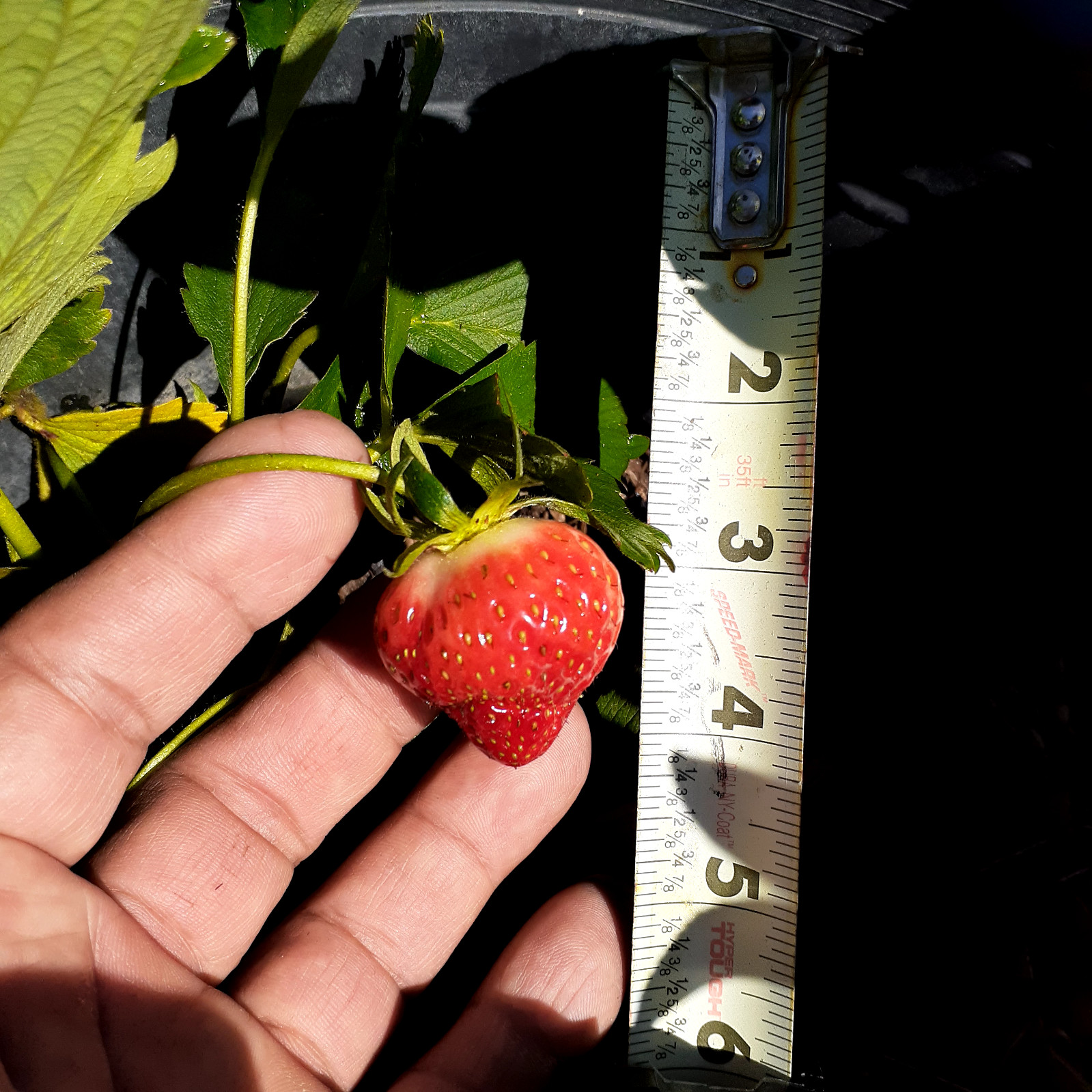 4 plants 1-10in Pomegranate tree 3-8 in Everbearing Strawberry plants live roots