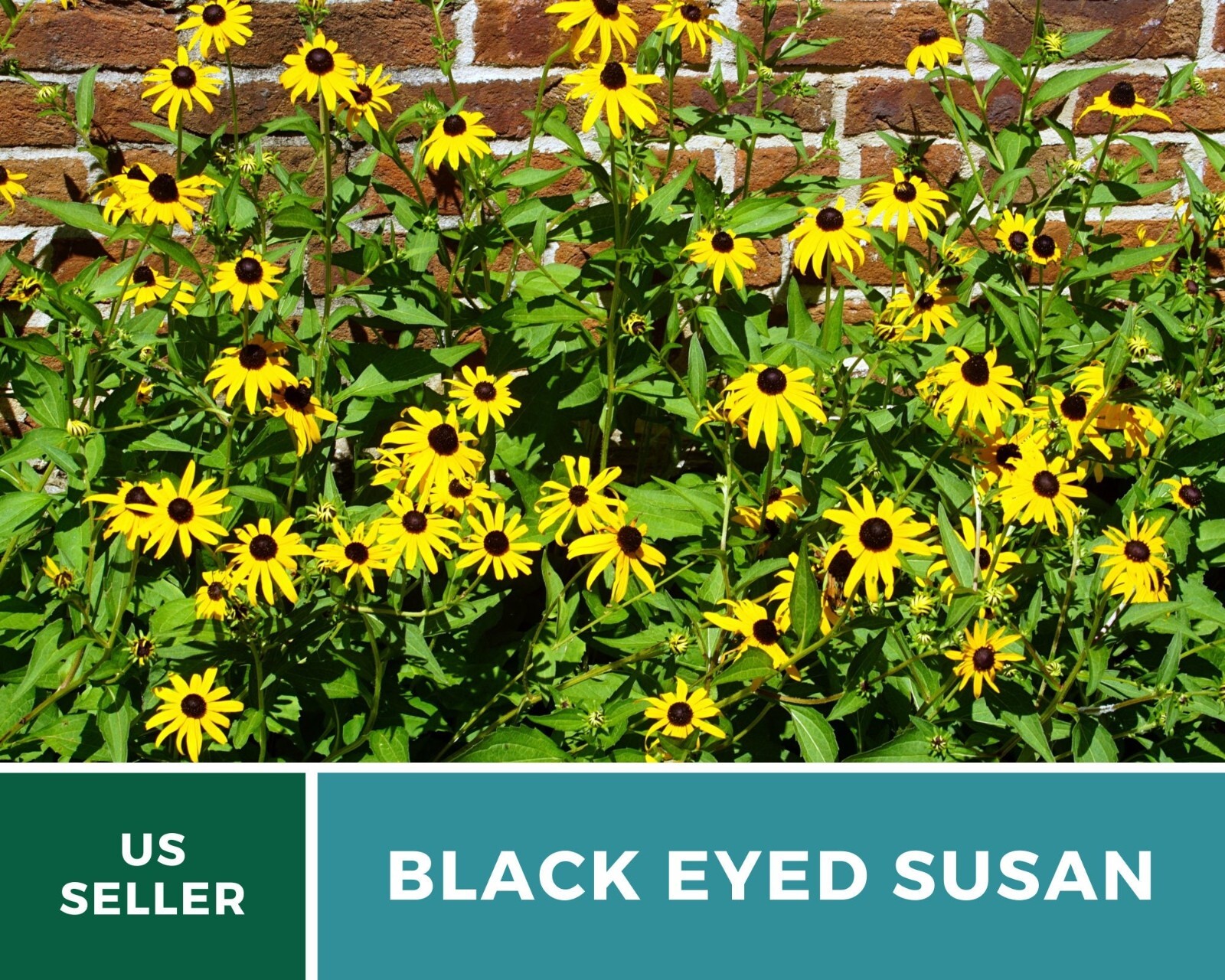 Black-Eyed Susan – Heirloom Seeds – US Native Wildflowers (Rudbeckia hirta)