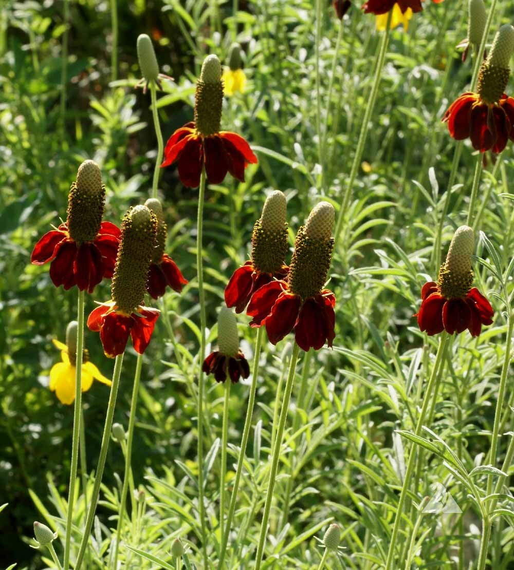 Coneflower DWARF RED Pollinators Meadow Wildflower Non-GMO Perennial 500 Seeds