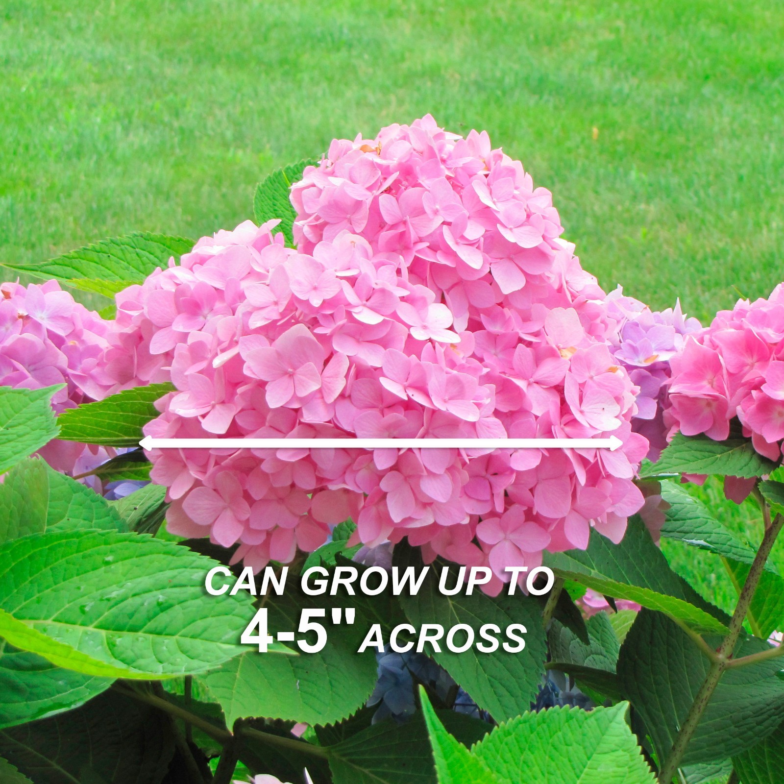 Garden State Bulb Pink Beauty Hydrangea Shrub, Bare Root, Spring Planting
