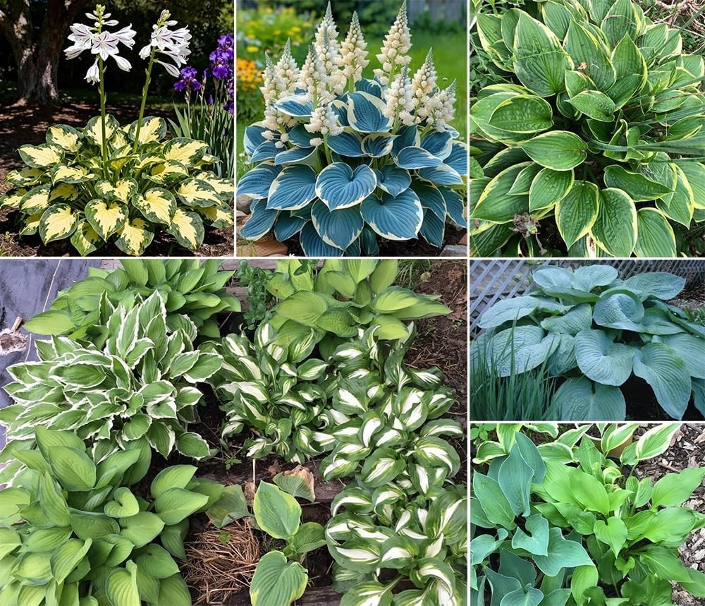 50+ Rare Mixed Hosta Seeds for Garden – Plantain Lily & Hosta Plantaginea