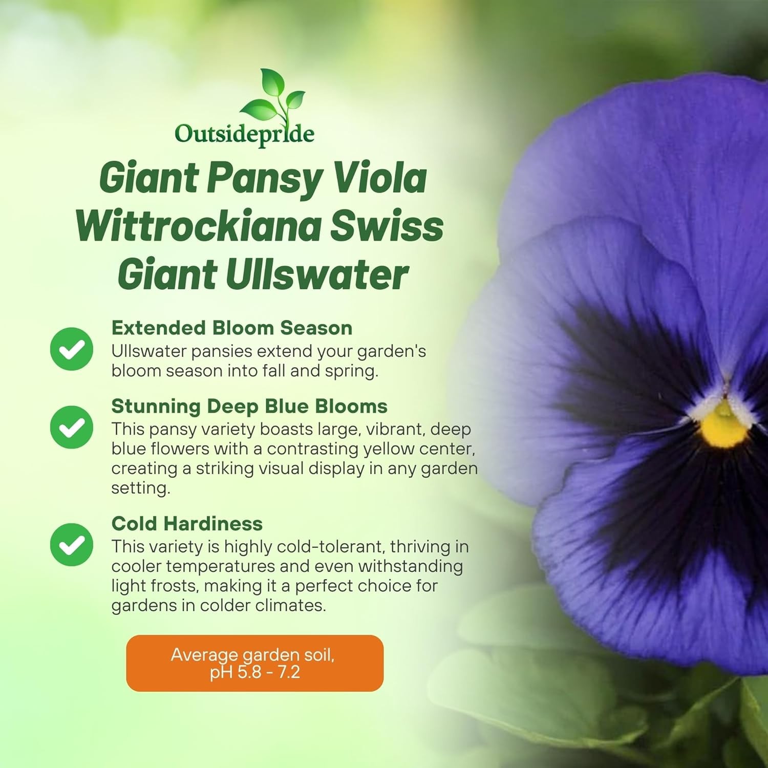 2000 Seeds Pansy Seeds – Pansy Ullswater Blue Flower Seed