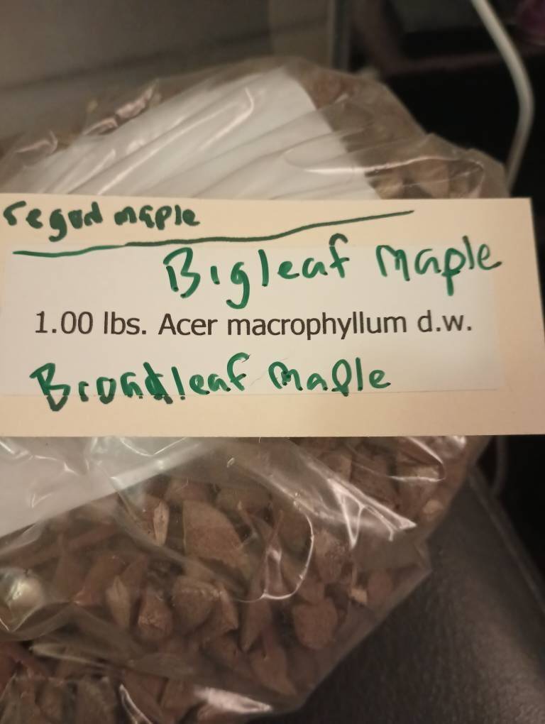 Broadleaf Maple Tree Seeds (Acer Macrophyllum) (Big-Leaf Maple Tree)
