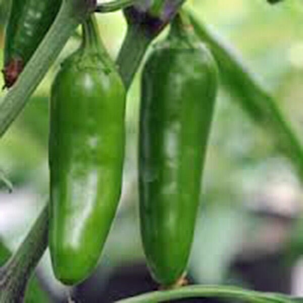 100+ EARLY Jalapeno Pepper Chille Seeds — HEIRLOOM — NON GMO — FRESH