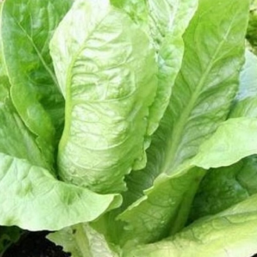 Parris Island Romaine Seeds | NON-GMO | Heirloom | Fresh Garden Seeds