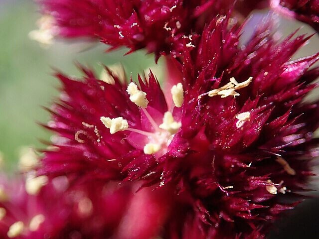 Amaranthus cruentus | Blood Amaranth | 100 Seeds